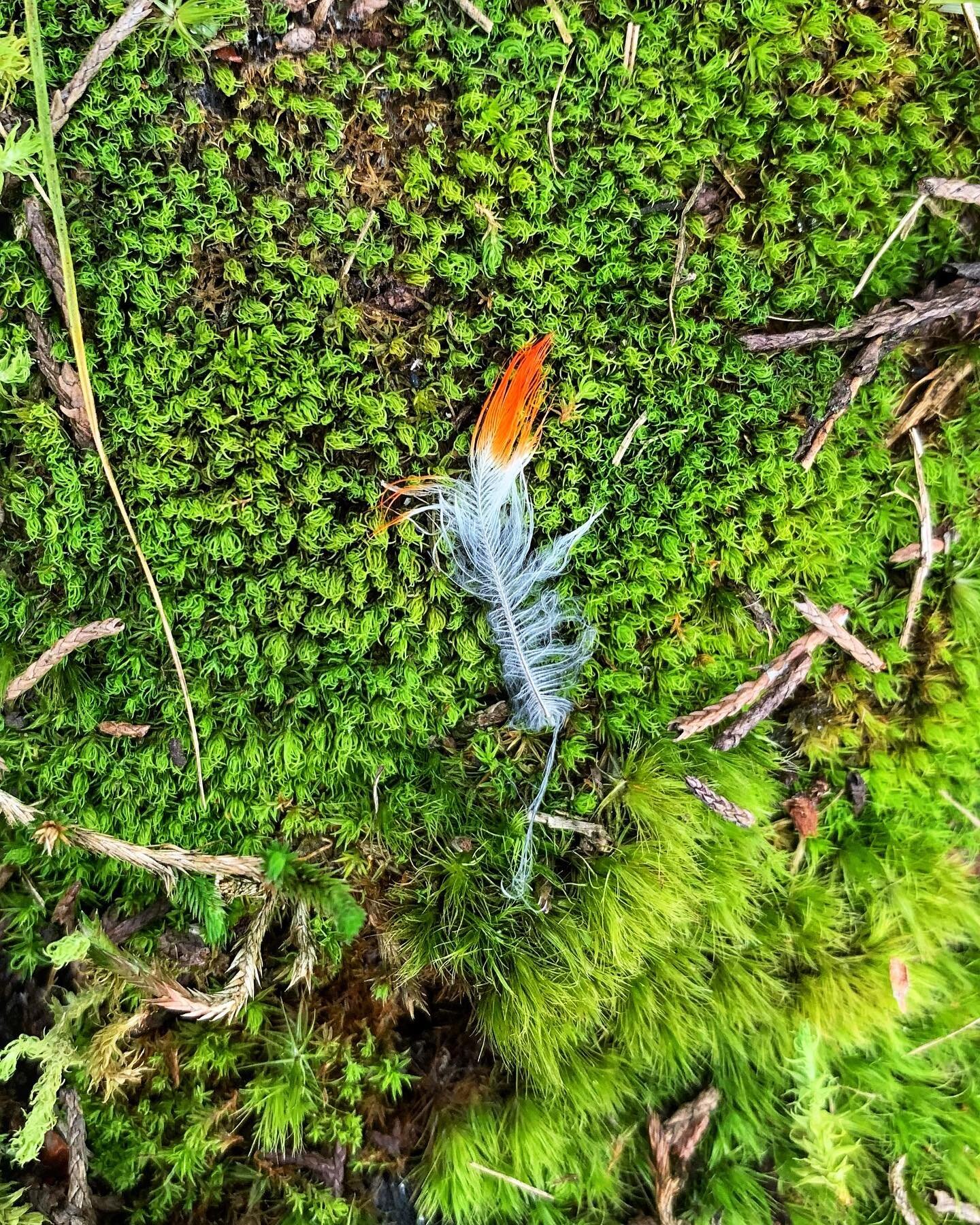 @chrisbellcolombia found this beautiful little feather sitting on a bed of moss in the forest outside Bogota yesterday. Our working theory is that it&rsquo;s from a Scarlet-bellied Mountain-Tanager, any suggestions?
.
.
.
.
#thebirdersshow #feather #