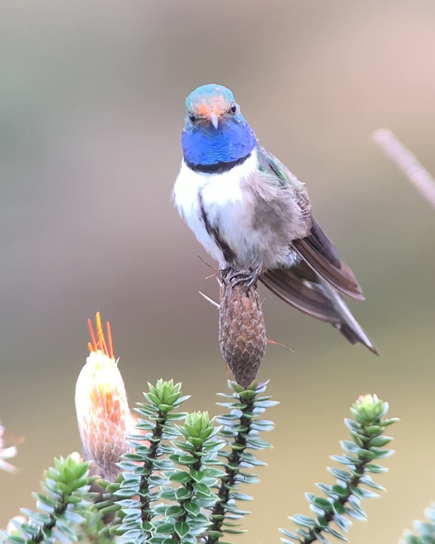 Blue-throated Hillstar (Oreotrochilus cyanolaemus) is the most recently brand new described species from Ecuador and @diegocolbirding just saw it 💥💥💥