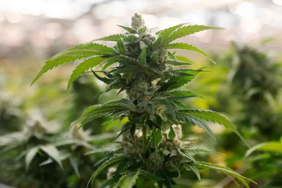 MN to Expunge 60,000+ Low-Level Marijuana Convictions as Early as May