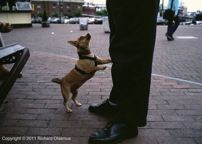  scans for dog stories 