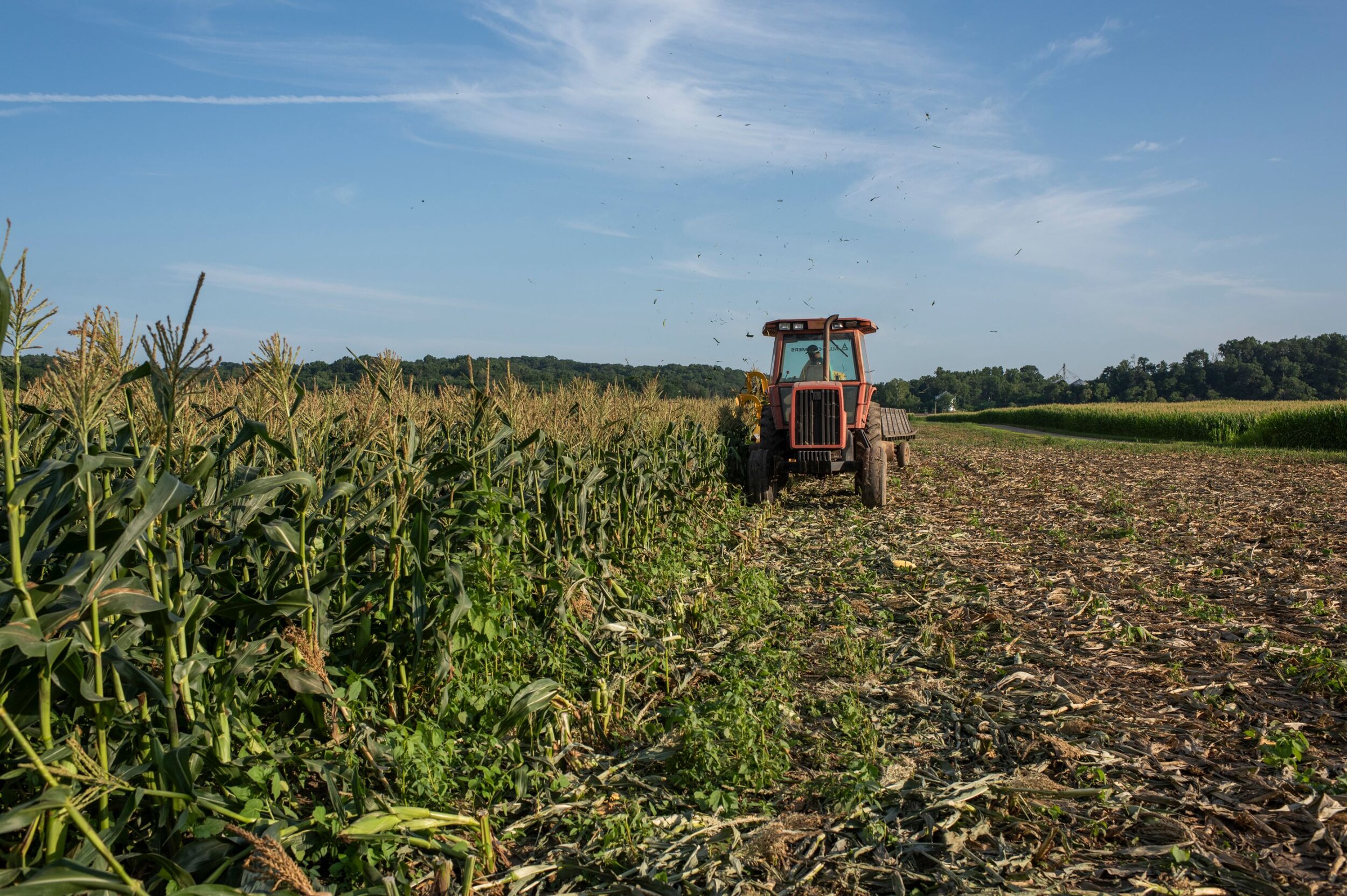 A local farmer sprays organic crops on a sunny day