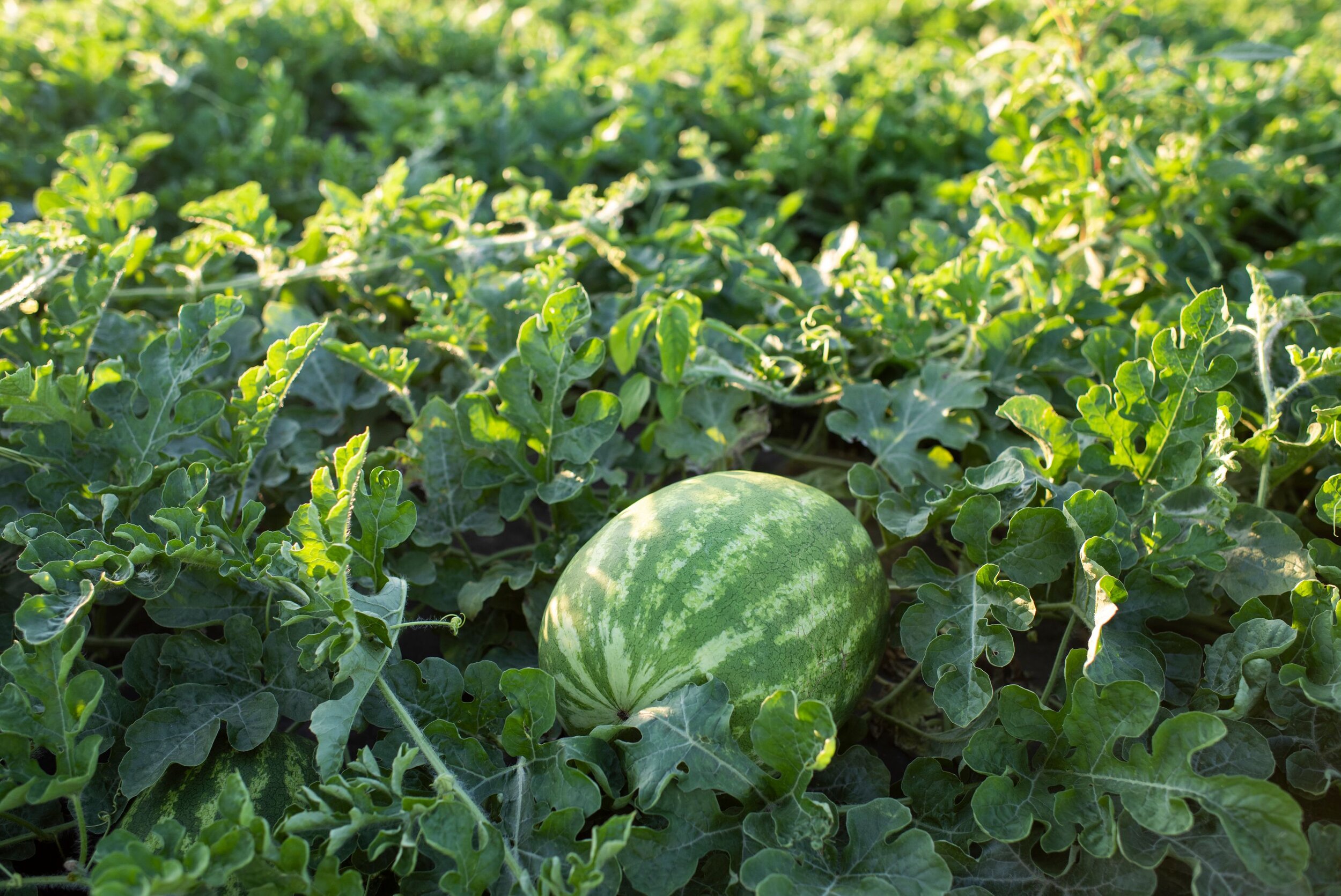 A single seedless watermelon in a Missouri field
