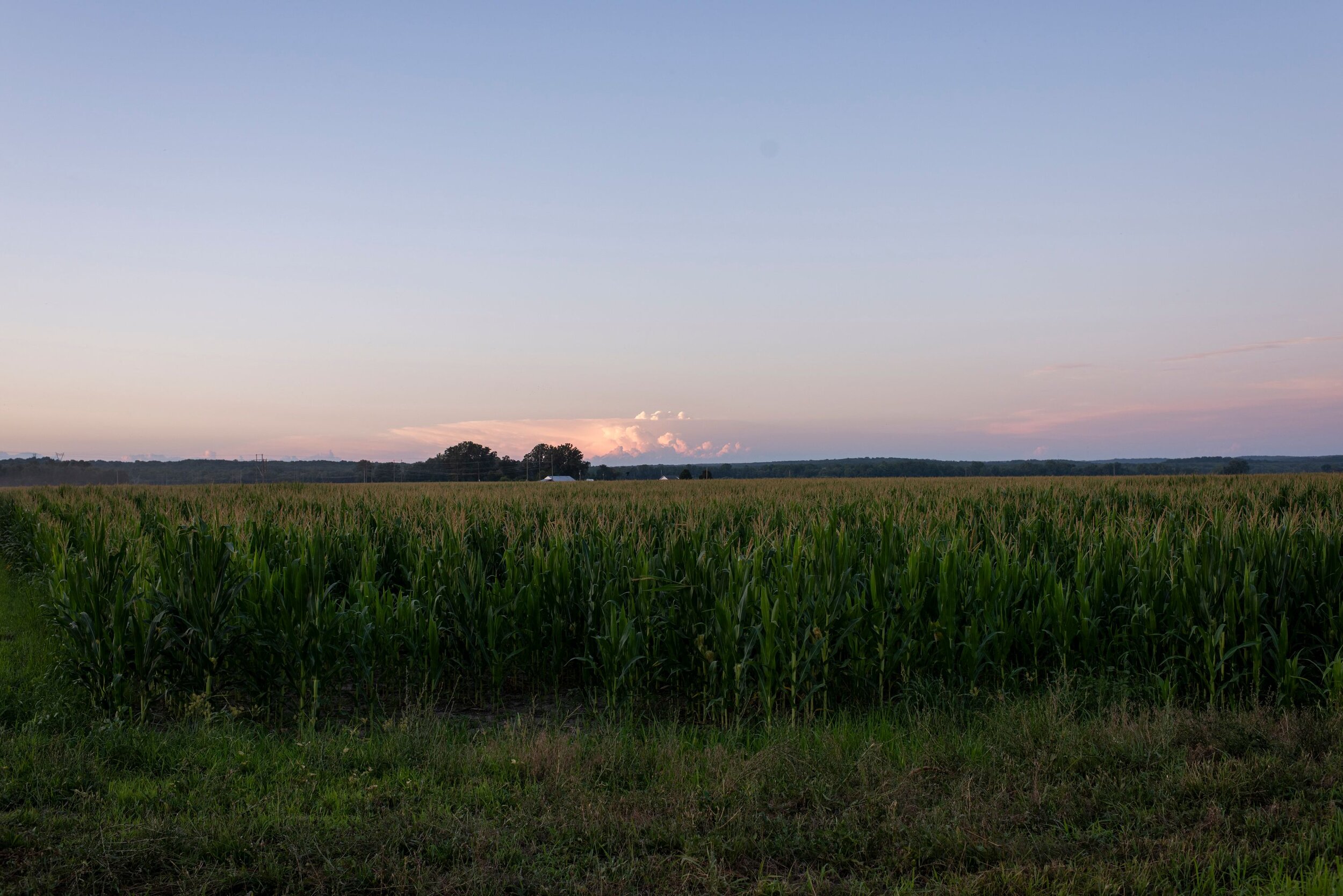 A green field at sunrise