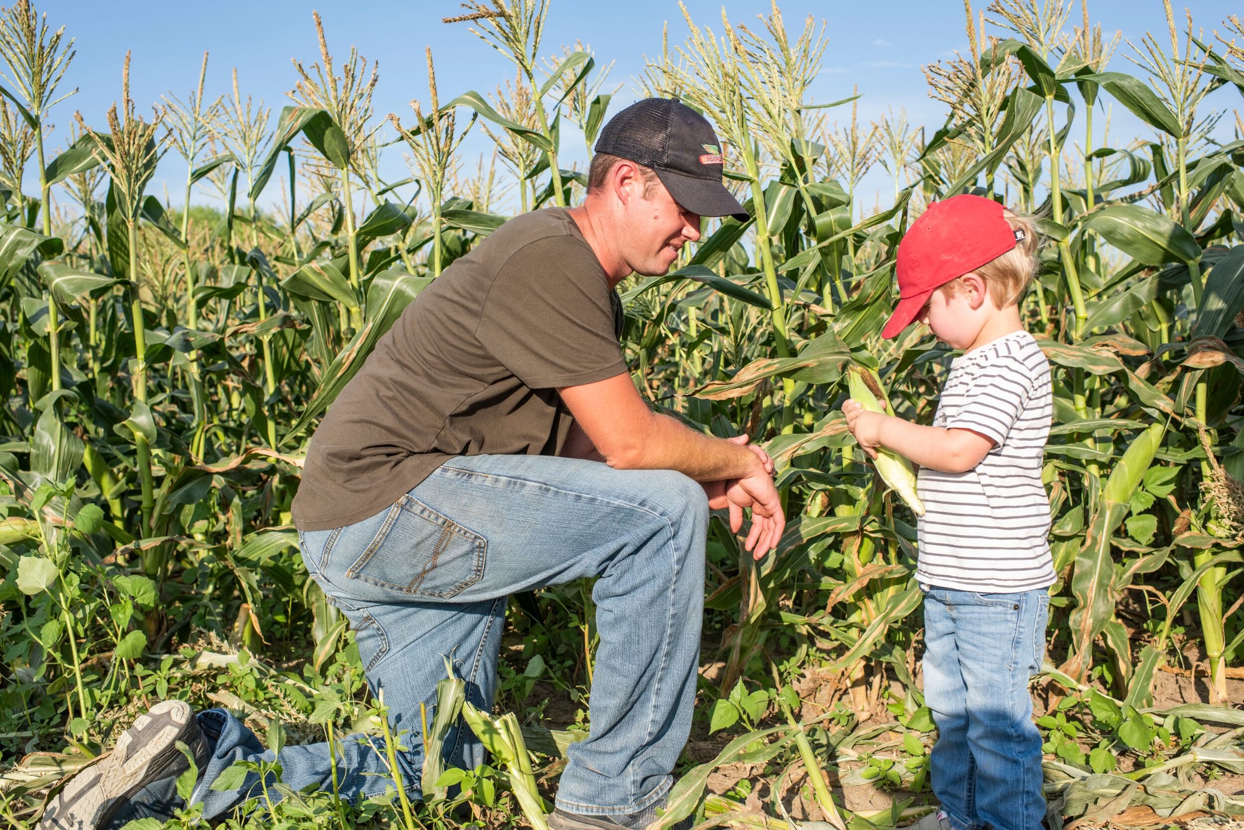 A farmer and his young son pick corn on a sunny day