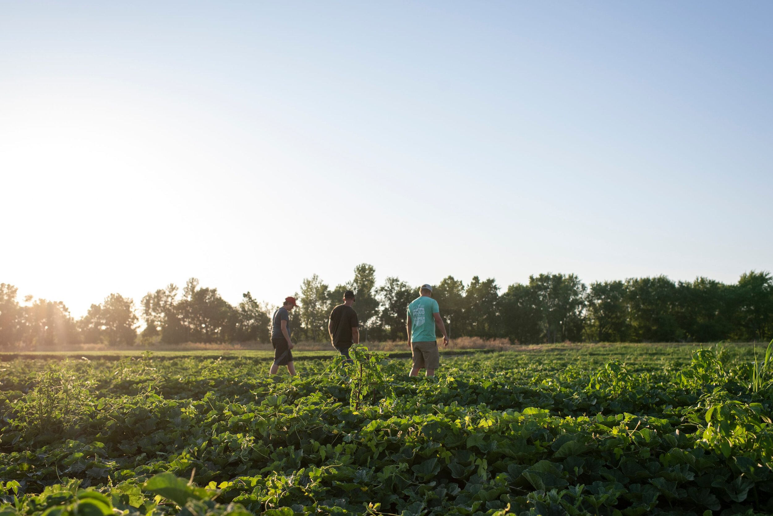 Three brothers walking through their family farm