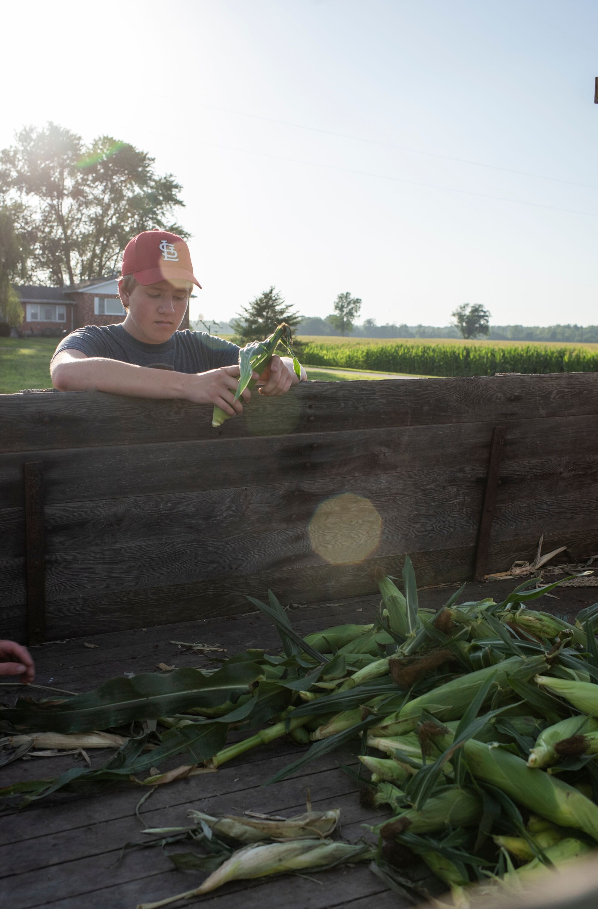 A young farmer loading fresh sweet corn into a wooden truck bed