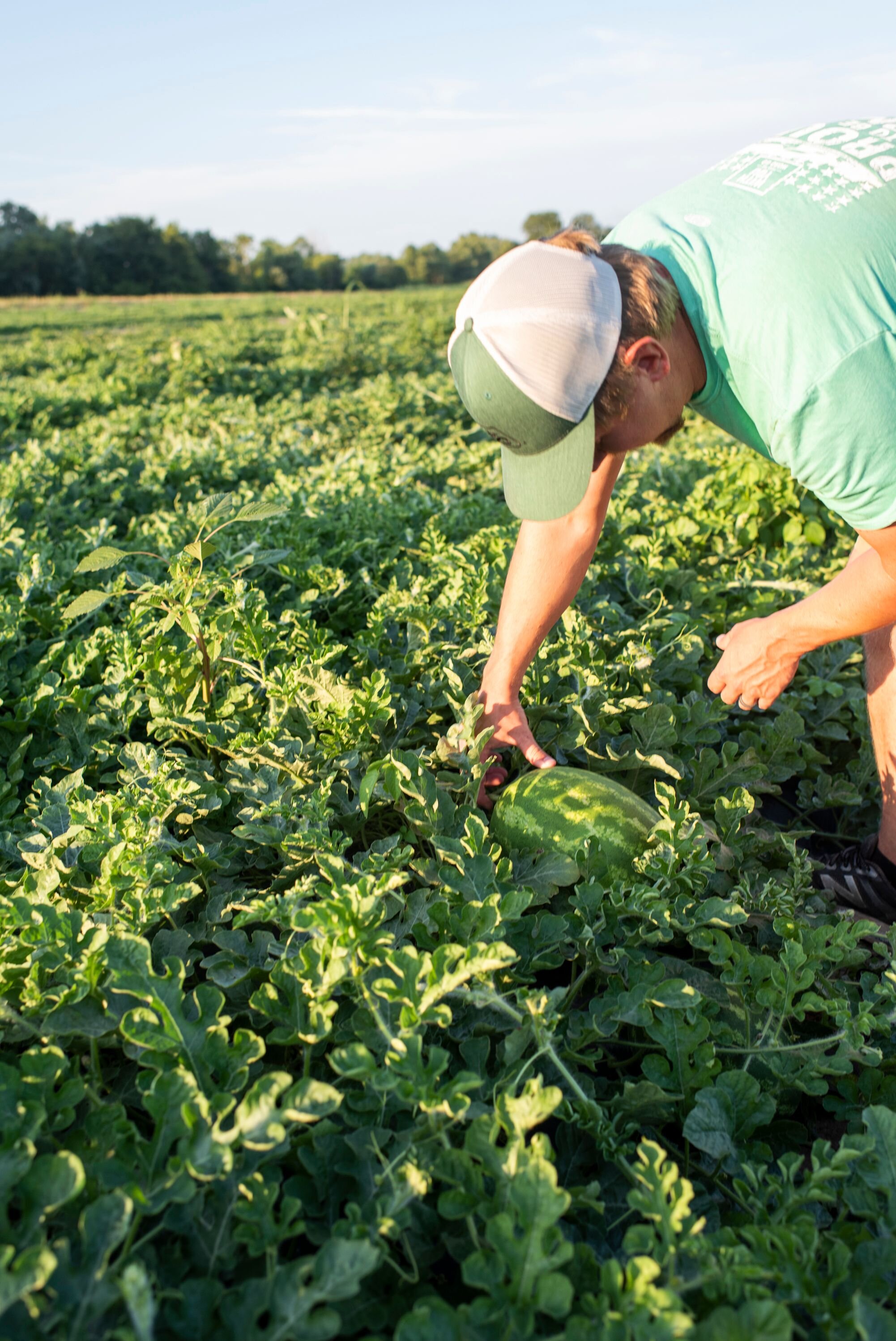 A farmer harvests a watermelon in Chamois, Missouri