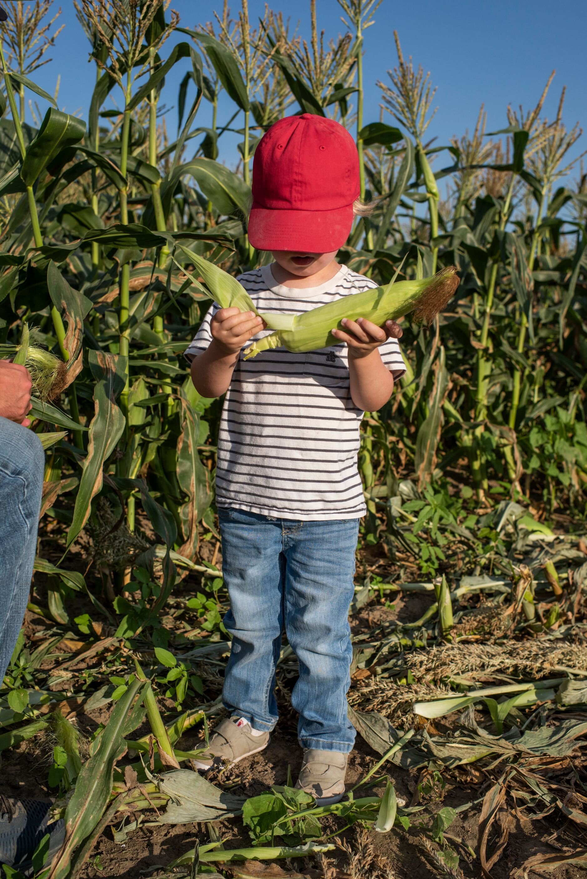 A young child plays with freshly picked corn