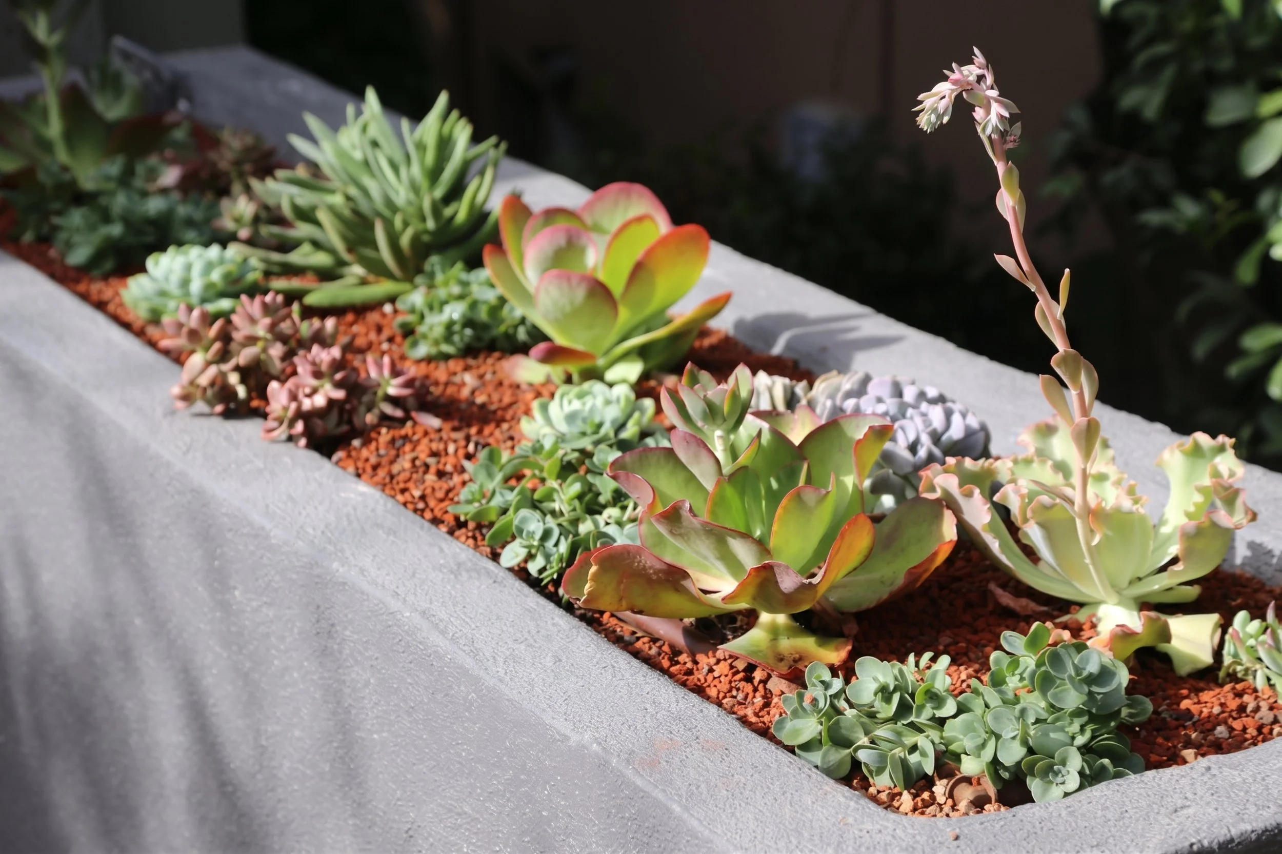 Succulents in a concrete planter.