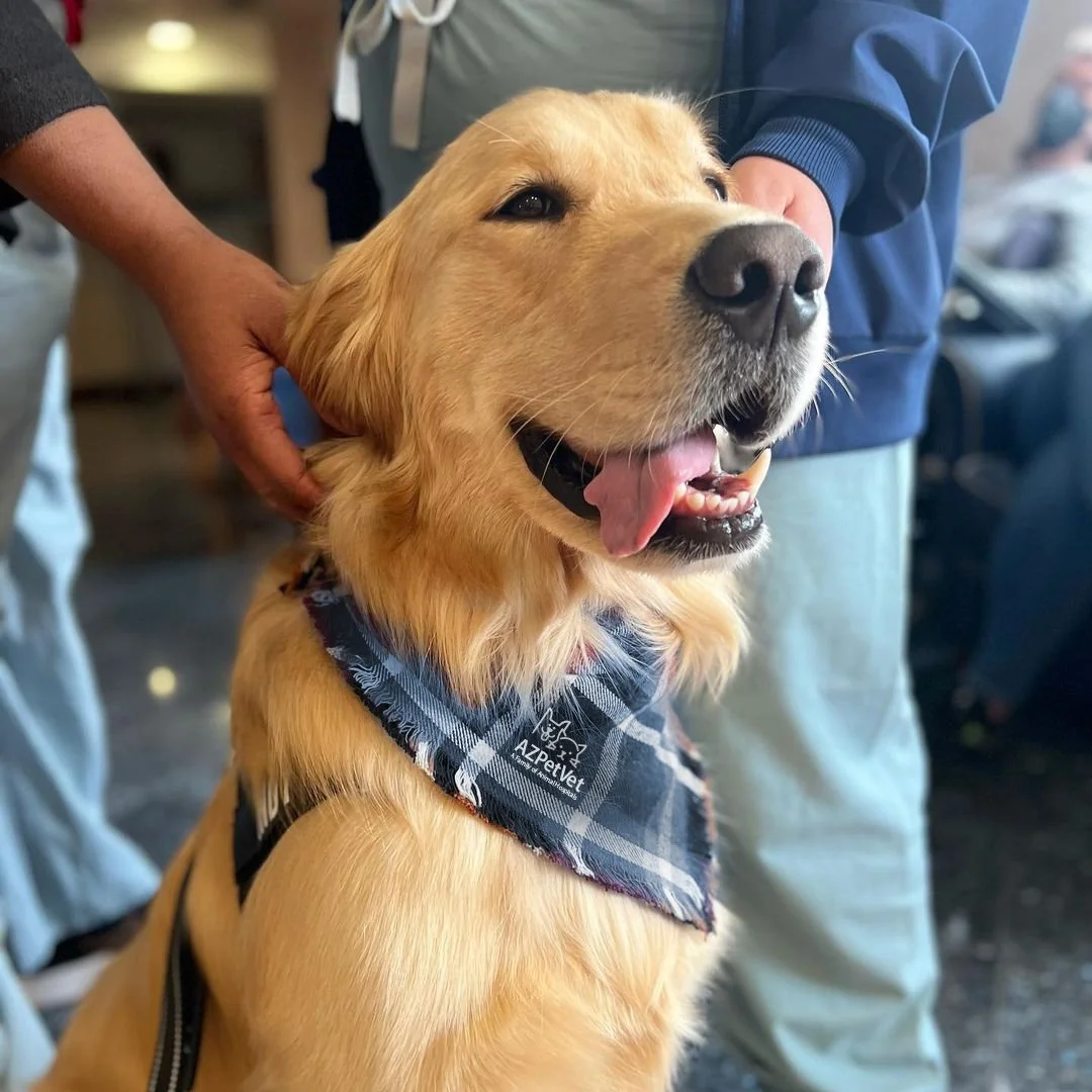 therapy-dog.jpg
