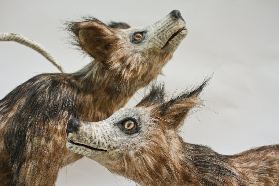 Schlunegger_D_IslandFoxes_2013.jpg