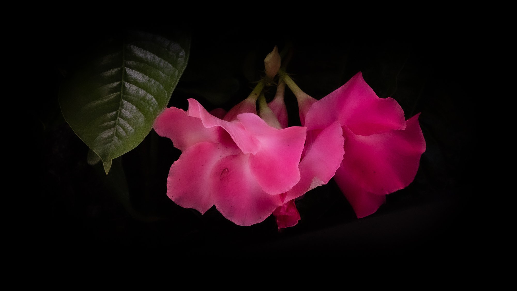 Fabulous Flowers: Ongoing Beauty