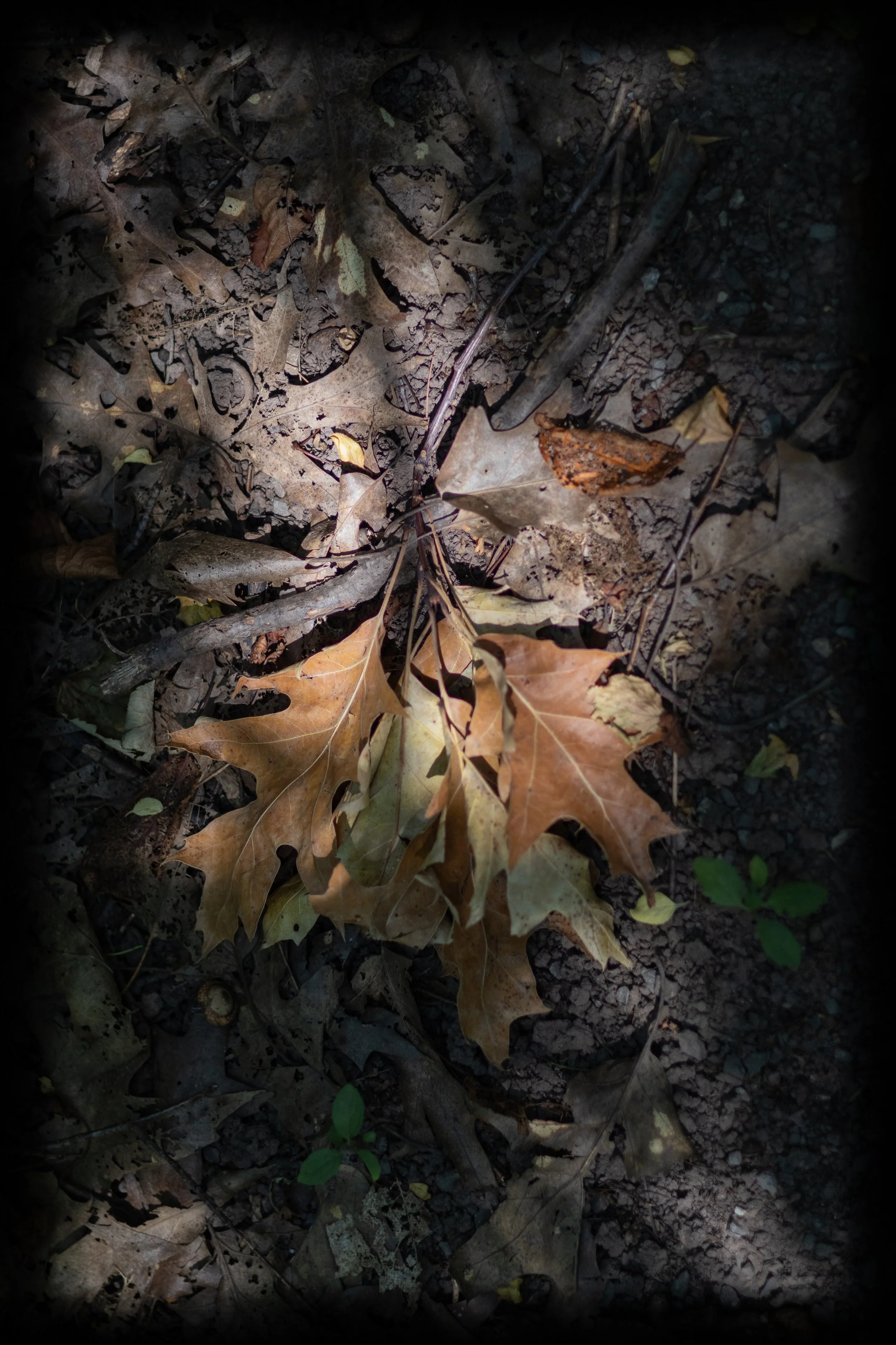 natures inspiration 1