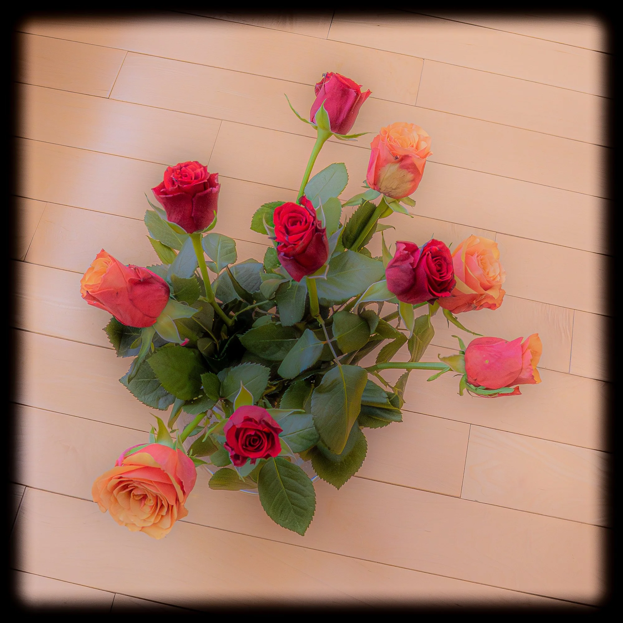 Dreaming of Roses