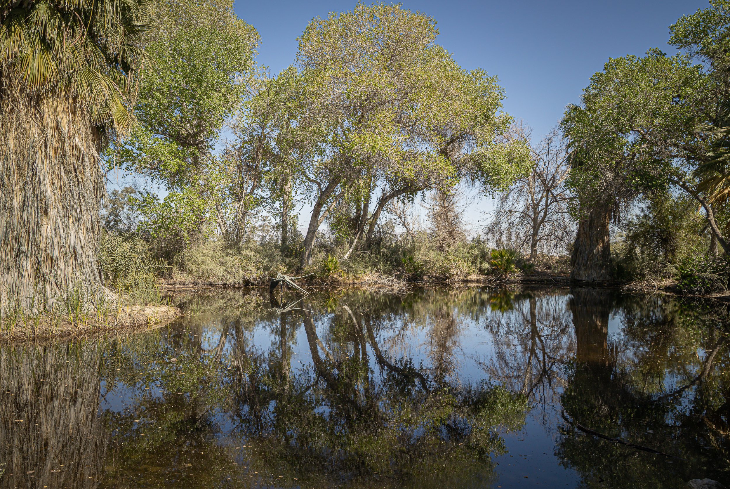 Seductive Swamp