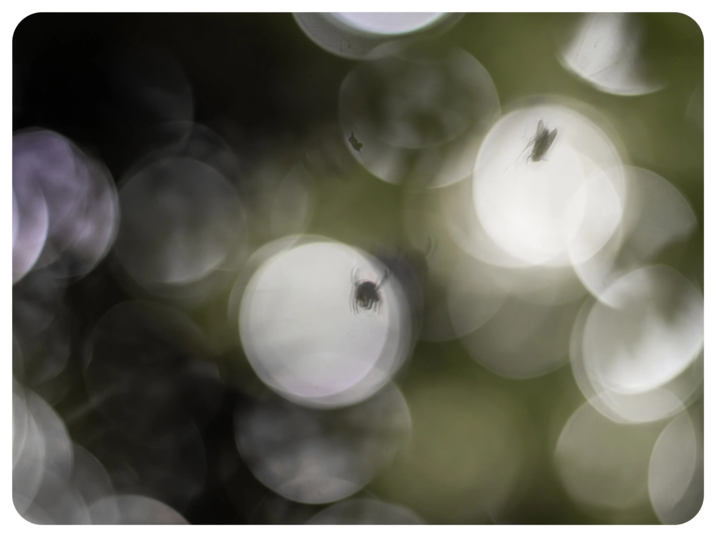 bokeh bliss 4