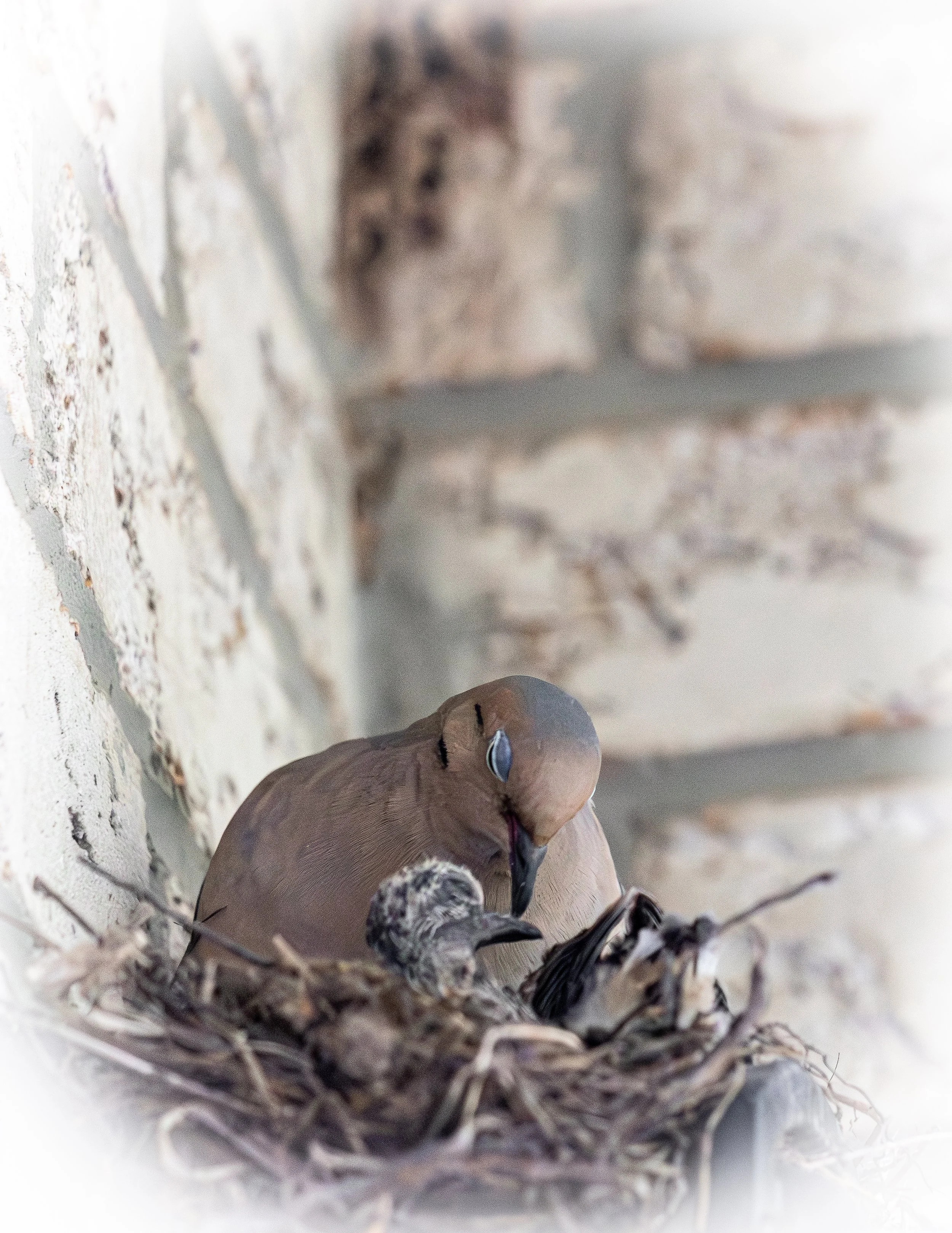Mother's Love