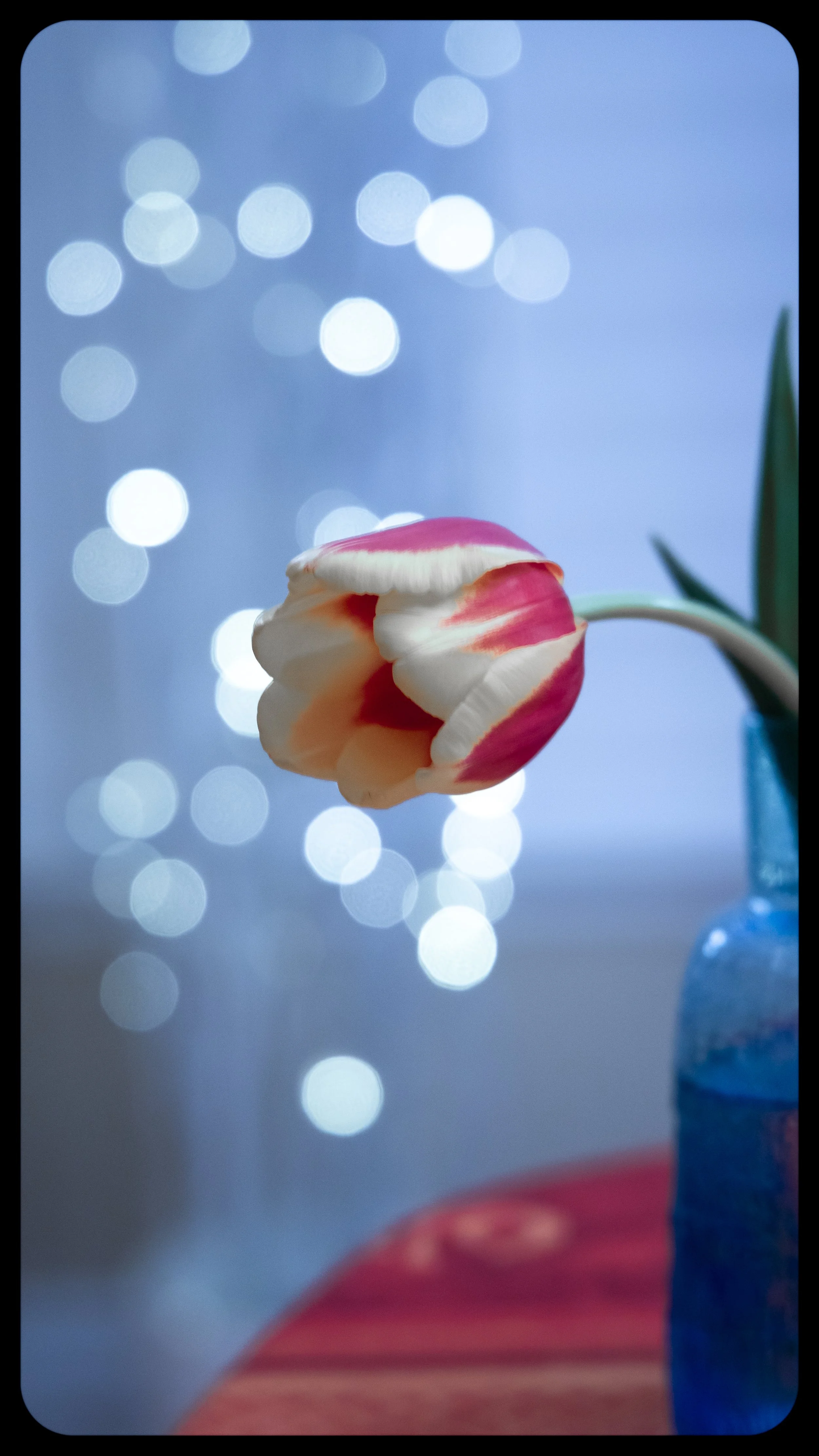 moody flowers 14