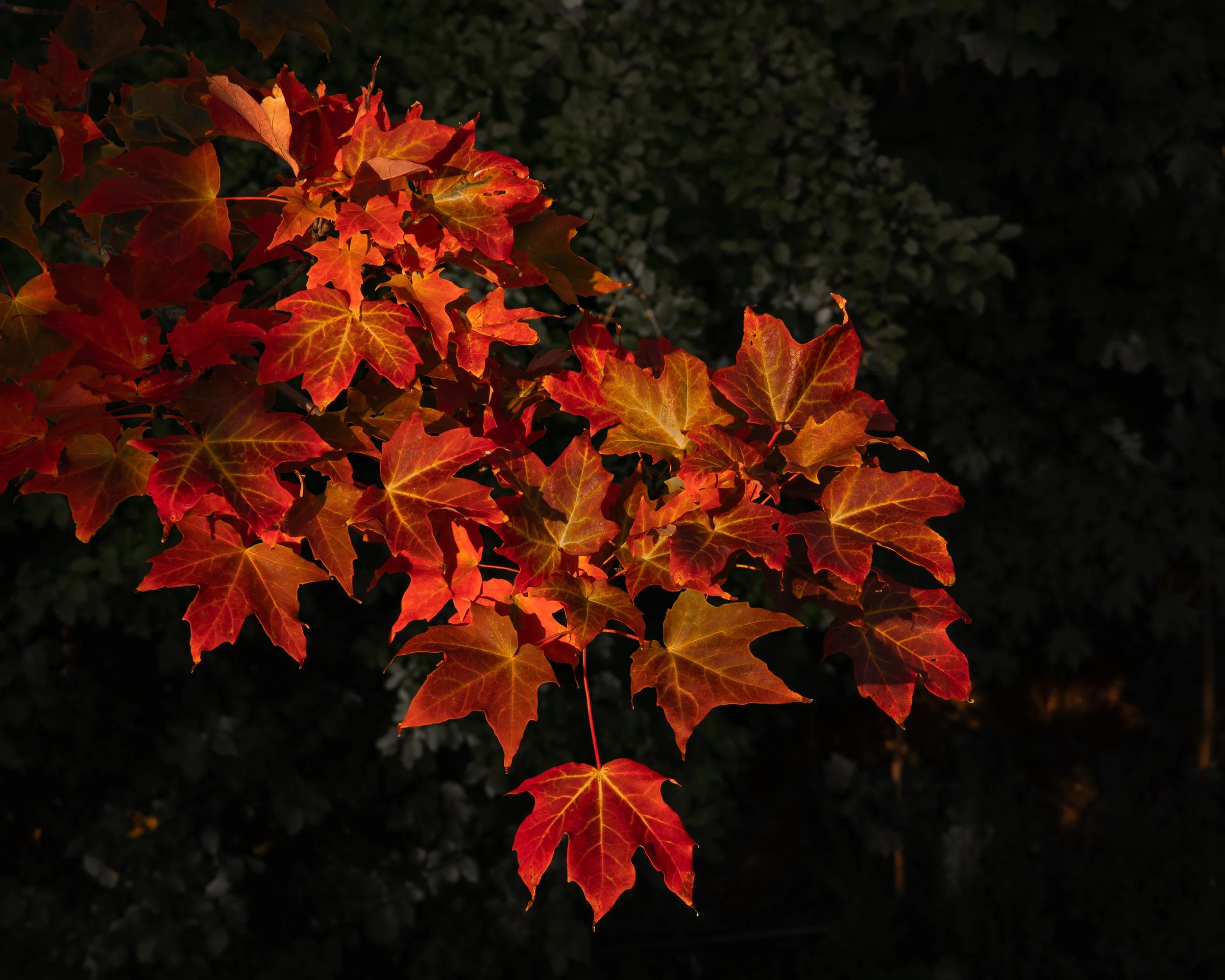 Mischievous Maple