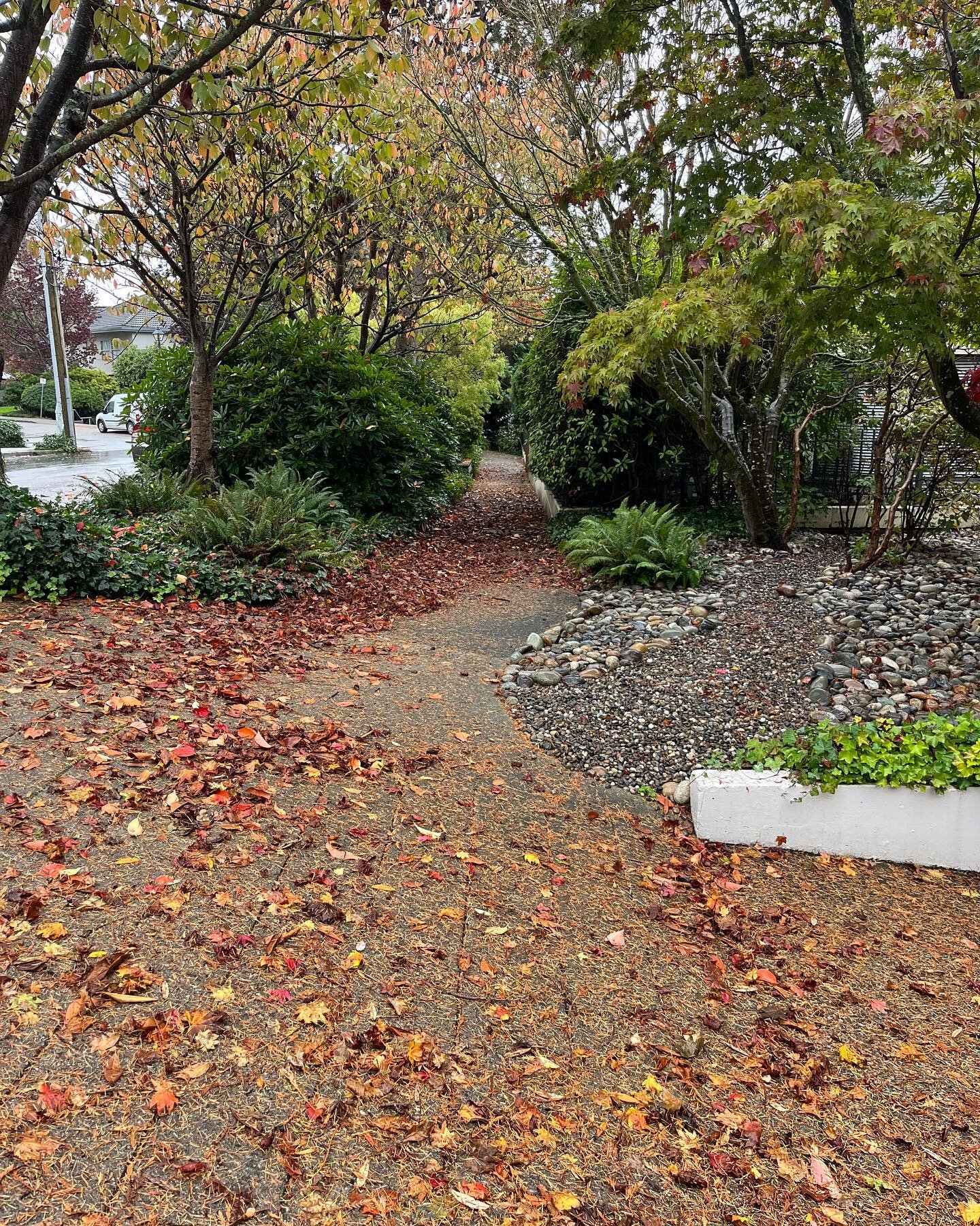 Swipe &mdash;-&gt; to see the after. 

#leafs #fall #autumn #clean #landscaping #northshorevancouver