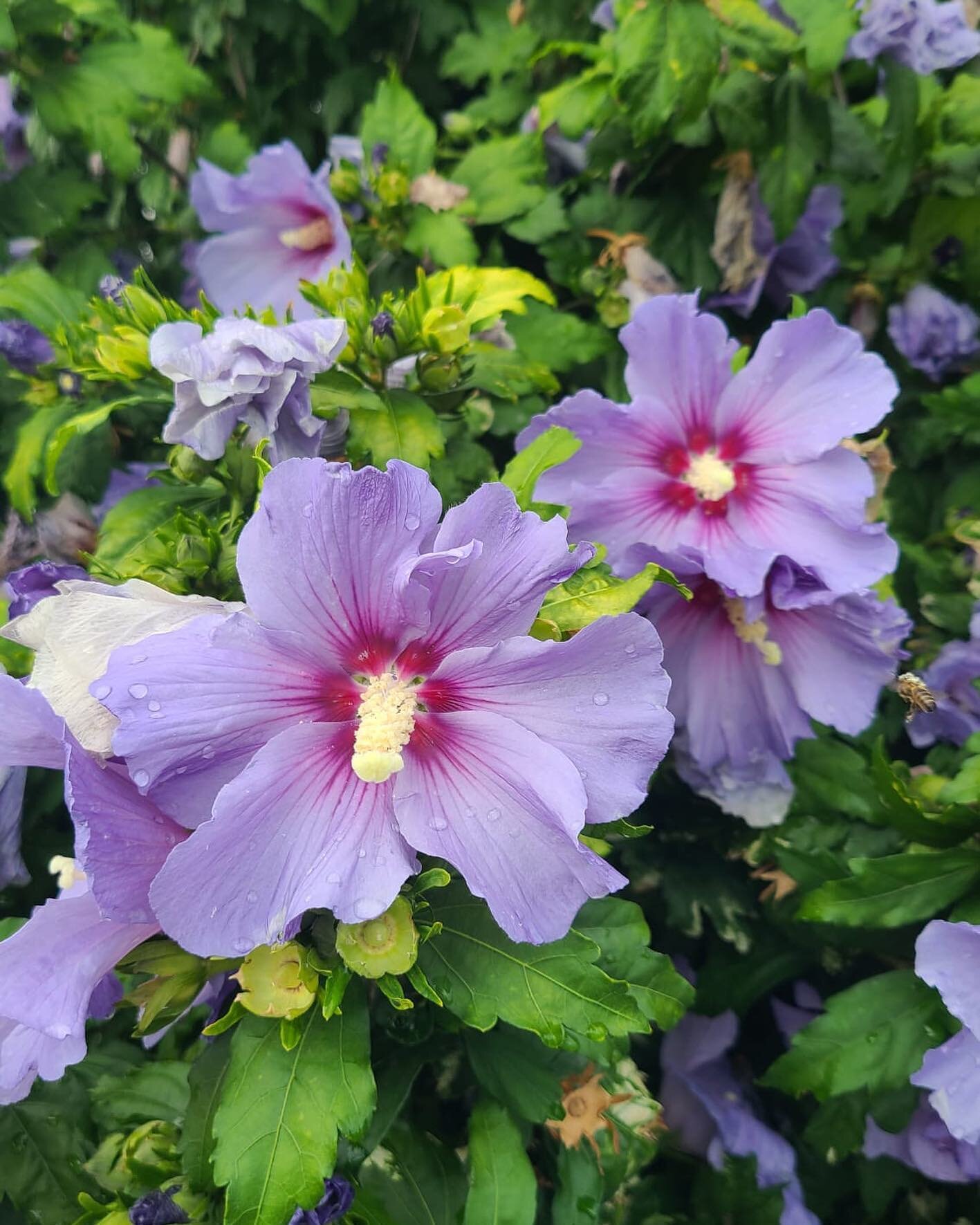 Don&rsquo;t forget to stop and smell the flowers. #gardens #gardenlife #flowers #flowersofinstagram #plants #landscaping #gardendesign #roseofsharon #purple #northshore
