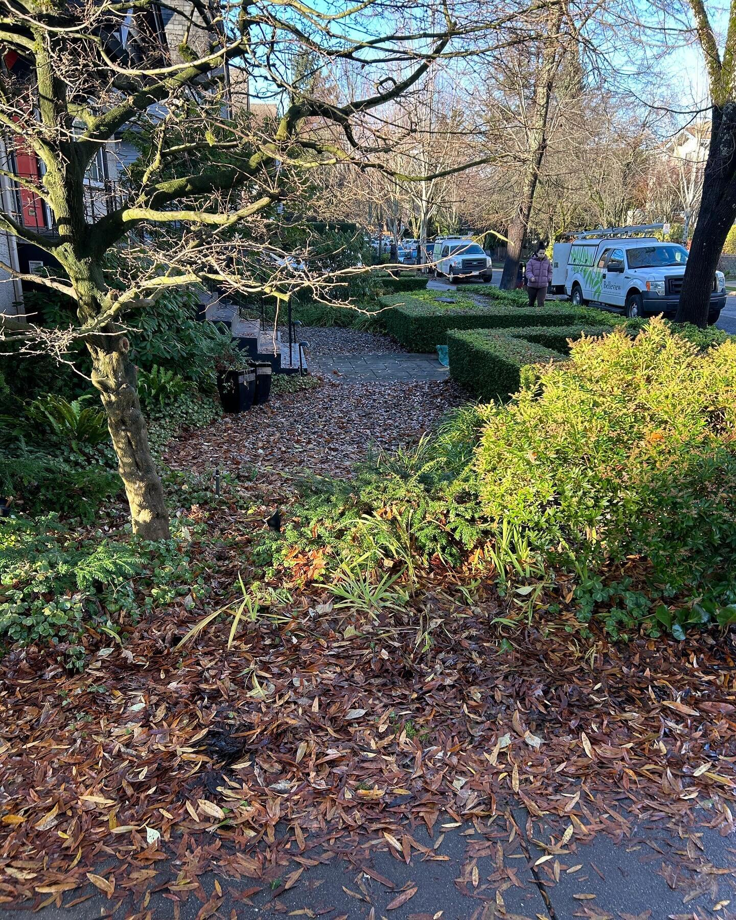 Big clean up today. For the Belleview crew. 

#leaf #leaves #clean #landscaping #northshorevancouver