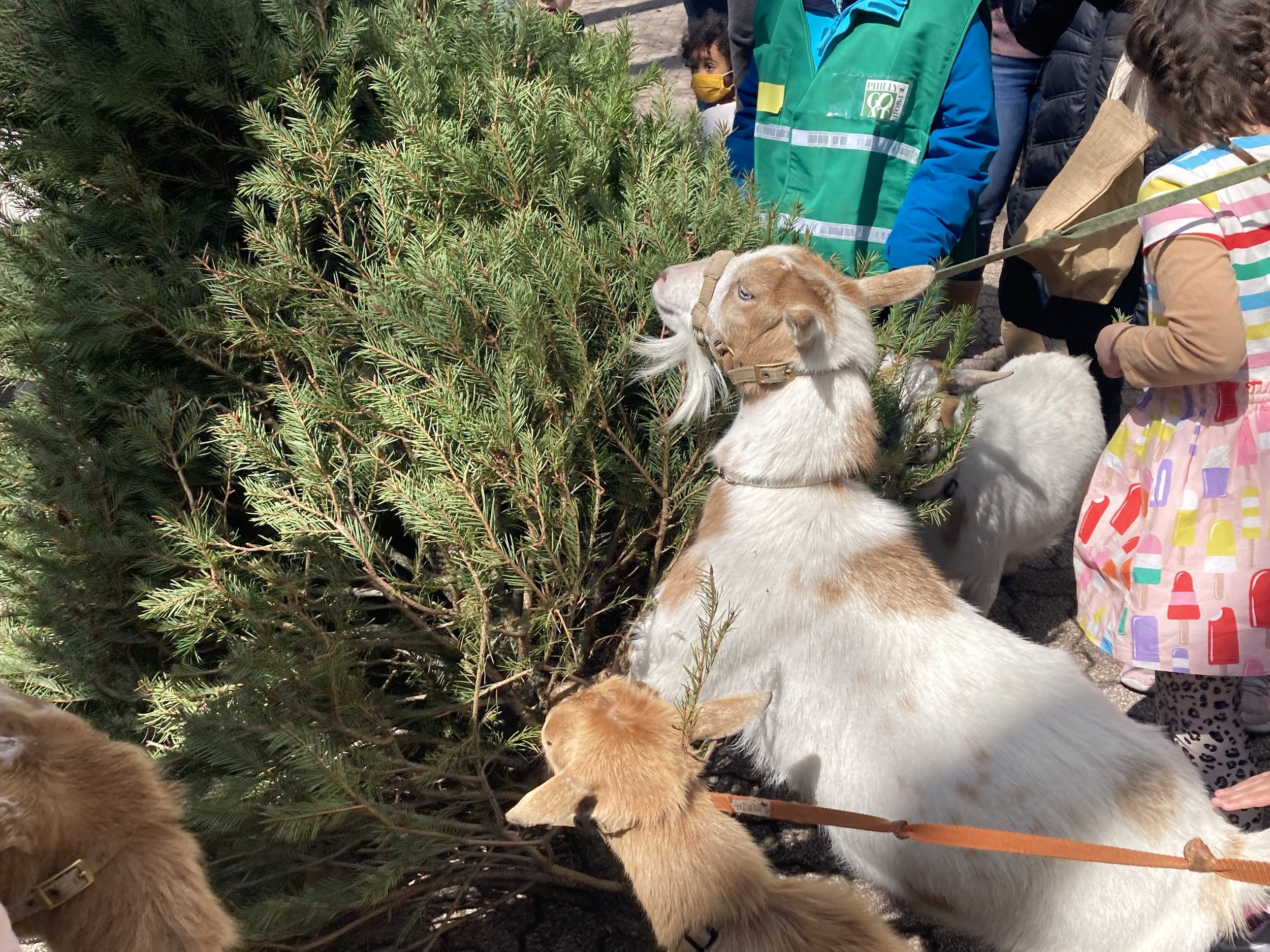 Philly Goat Project All Abilities RAMble