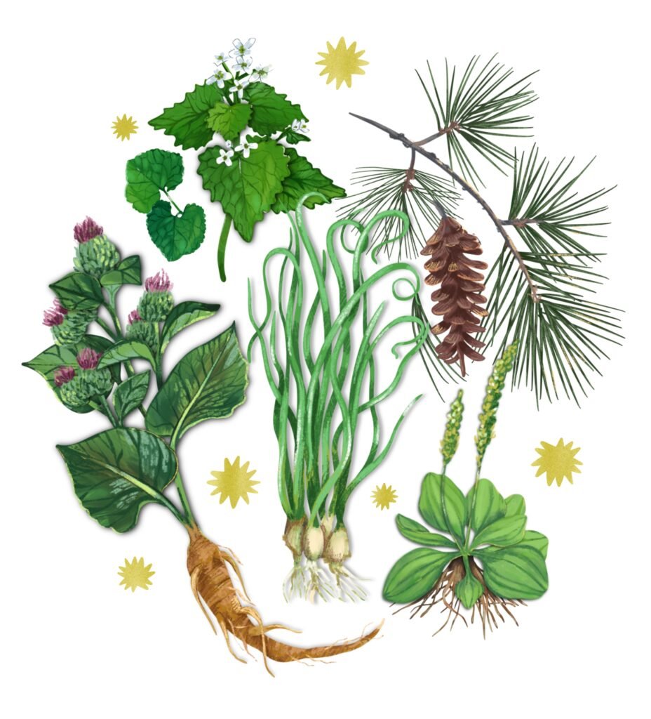 Wild Plants for Sovereign Lands