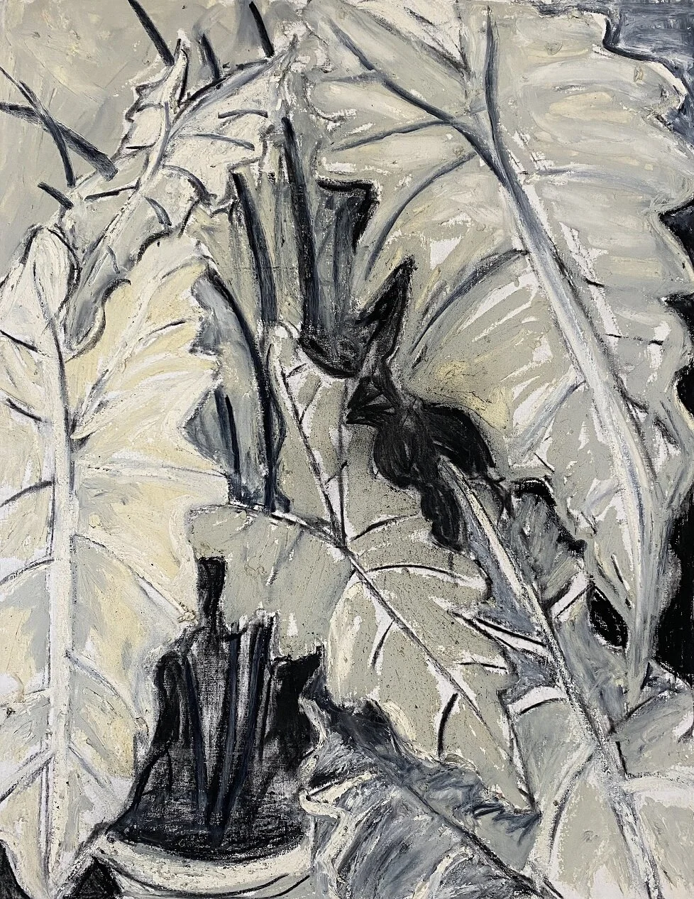 Elephant Ears Study: Charcoal, Oil Sticks, 18"x24"