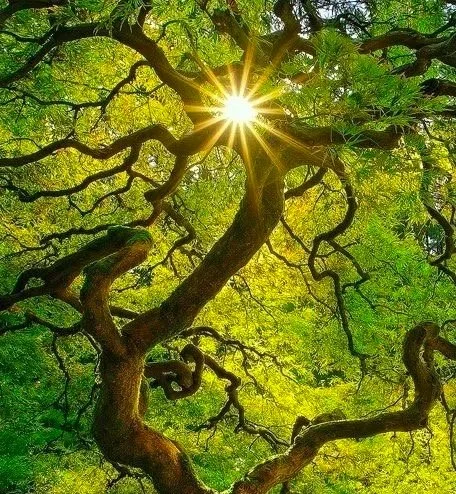 MBCT - Achtsamkeit und kognitive Therapie zur Depressionsprophylaxe und Umgang mit Ängsten