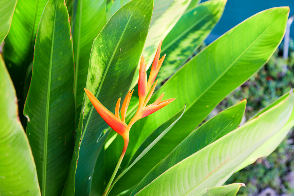 lush tropical landscape