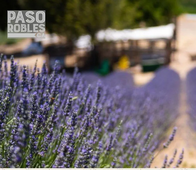 Travel Paso Features Hambly Lavender Farm Season Opening May 2026