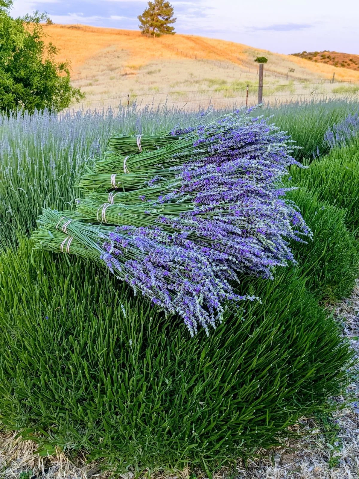 Creative Ways to use Fresh Lavender Hambly Lavender Farm