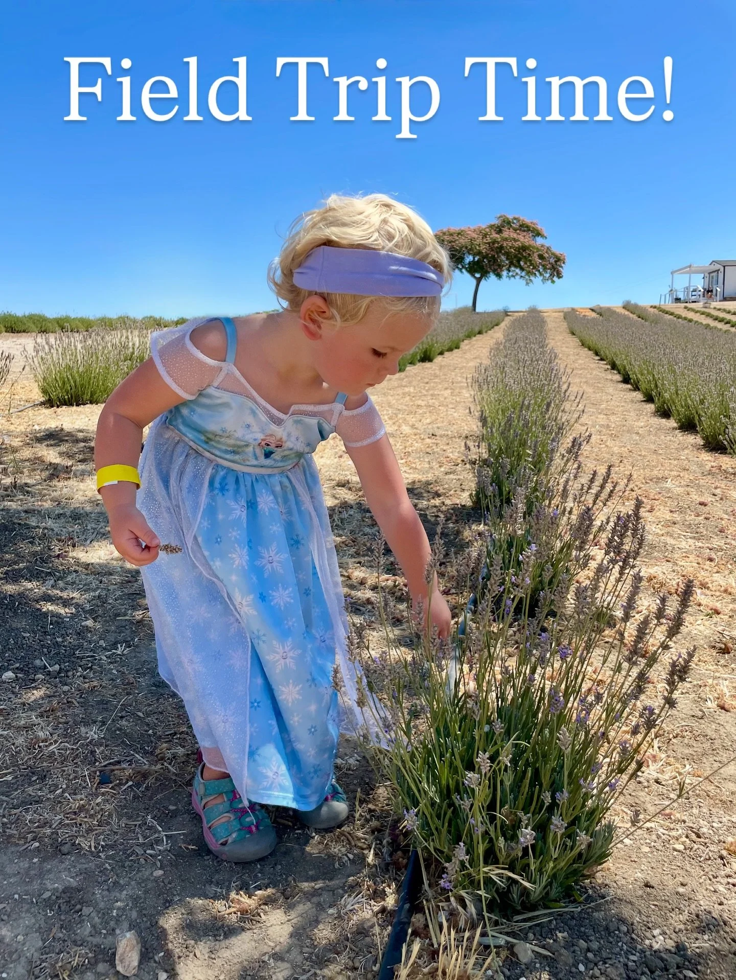 Whether your students are tiny explorers or budding scientists, Hambly Farms is the perfect outdoor classroom. 📚🌳

We offer customizable field trips, tailored to help you teach related subjects based on your group&rsquo;s age, learning stage, and i