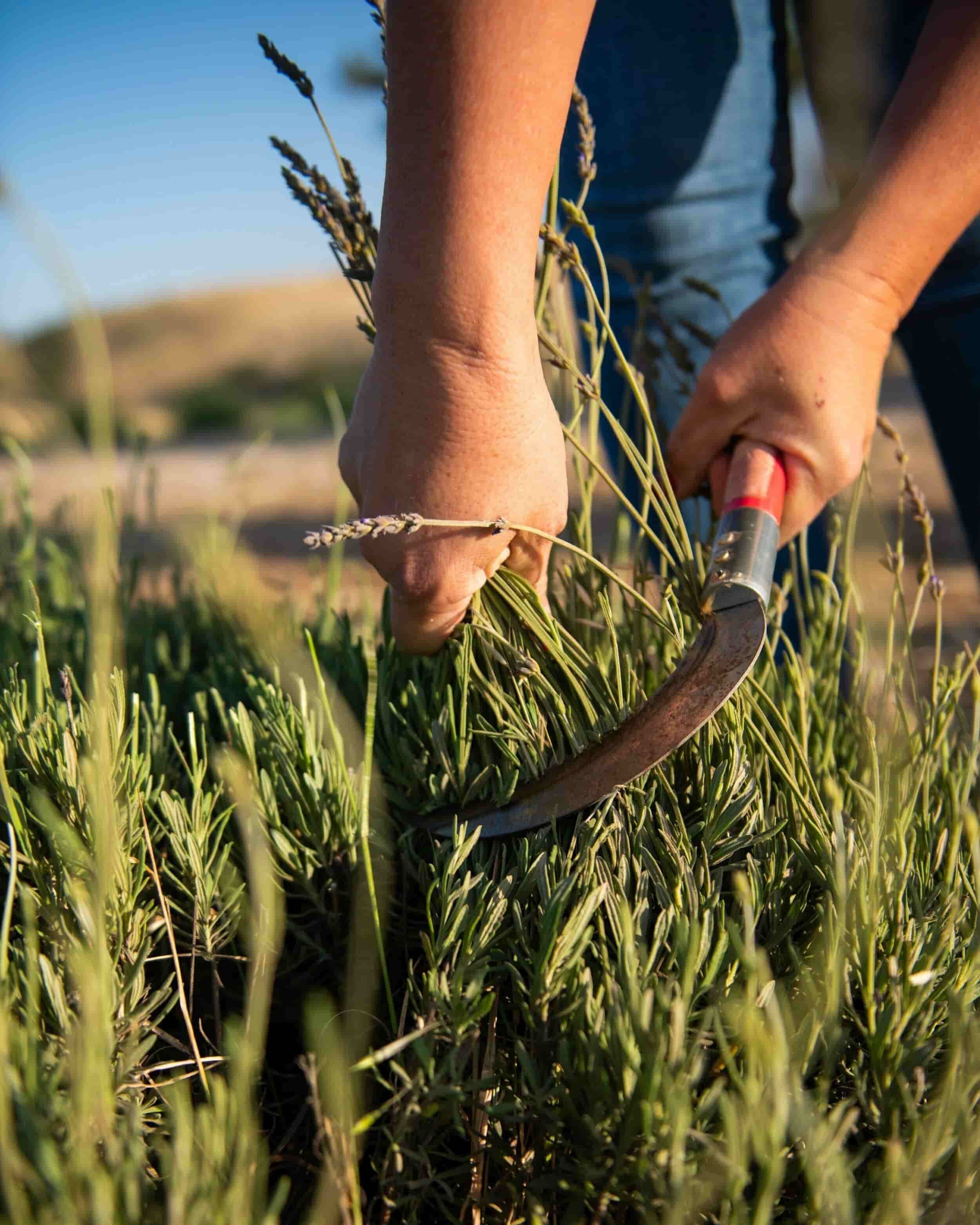 harvesting-regenerative-us-grown-lavender-hambly-farms-.jpg