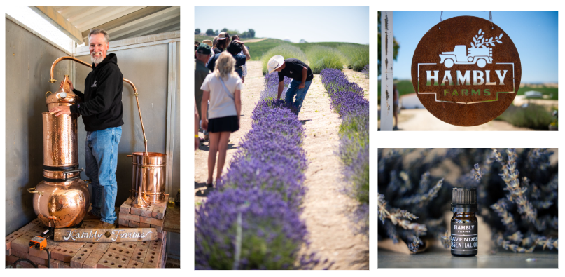Hambly Farms Wins Gold for Lavender Essential Oil Distillation