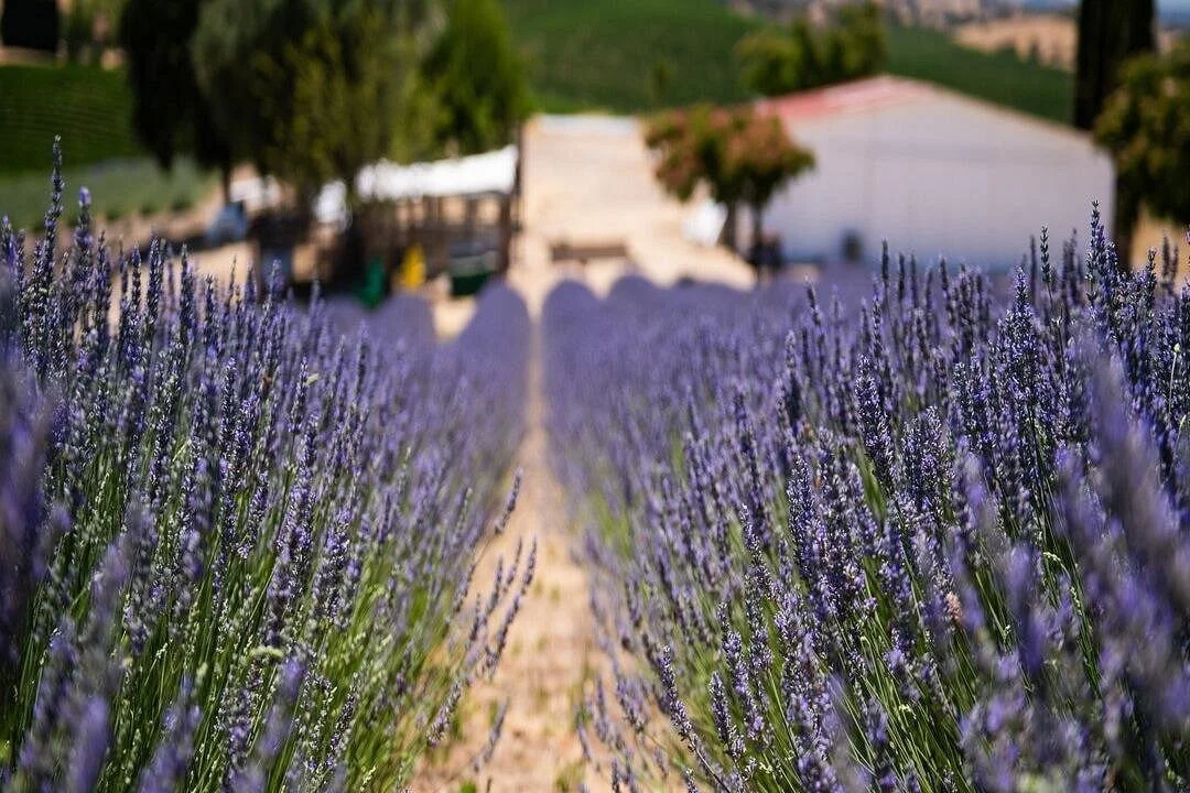 The perfect last-minute gift doesn&rsquo;t come in a box&hellip; it comes with fresh air and lavender fields. 🪻✨ 

If you&rsquo;re looking for something meaningful (and stress-free), give the gift of a future experience: A visit to our lavender farm