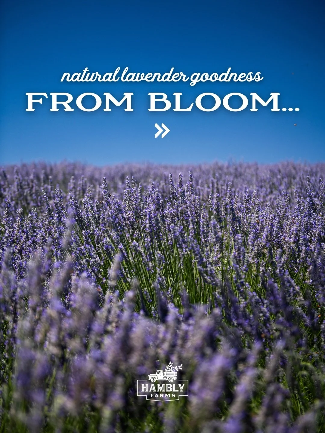 This is how calm is made. ✨

Every lavender product we create begins the same way: growing right here in the field.

✔️ Grown with care.
✔️ Harvested by hand at peak bloom.
✔️ Steam-distilled and crafted in small batches on our farm.

From fresh room