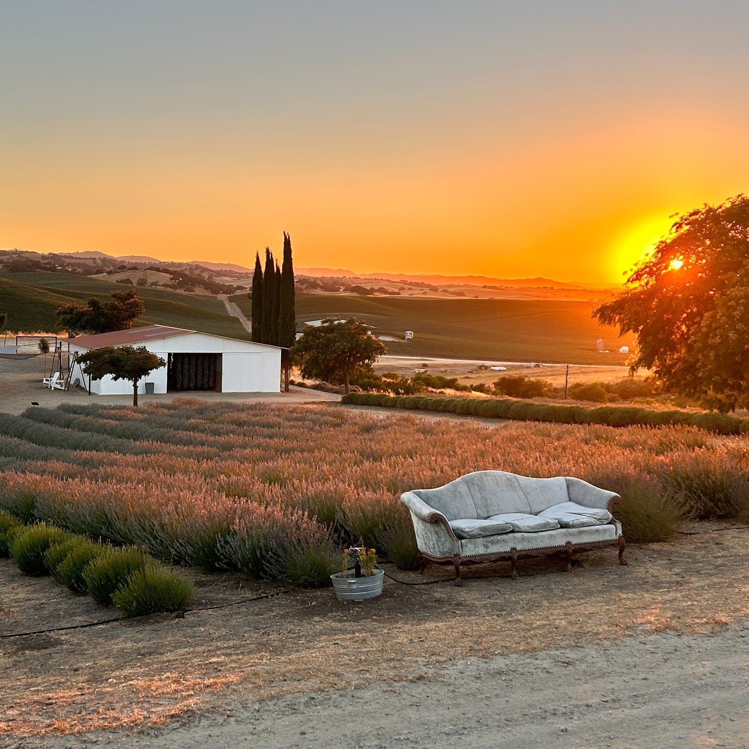 One of the most magical times at the farm is sunset.
Guests bring a picnic, wander the lavender rows, and enjoy wine tasting from a featured local winery while the sun drops behind the hills.
This year we&rsquo;ll be welcoming wineries like @Eberle, 