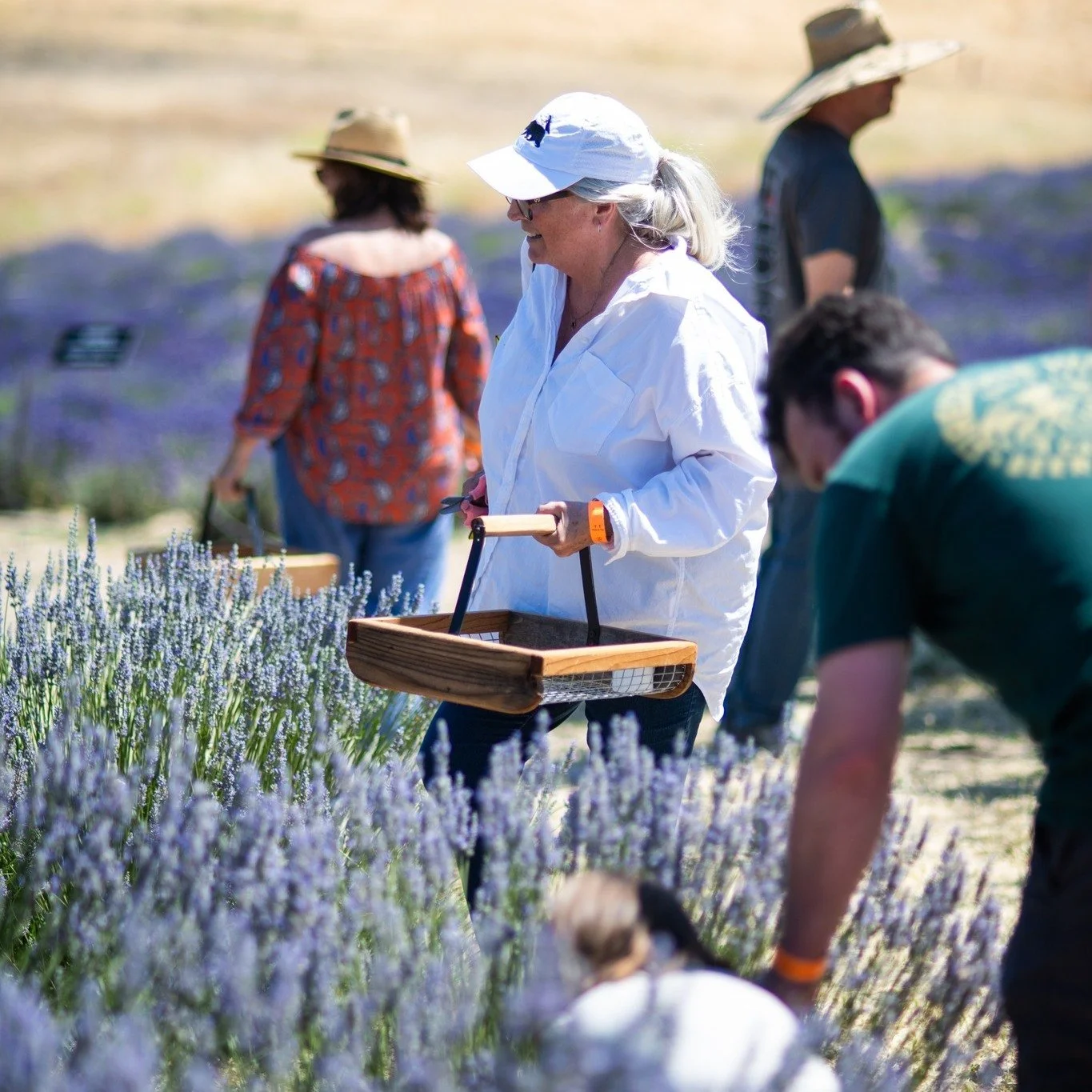 Lavender season opens May 10th.

Here are a few ways people love experiencing the farm:

🌿 Lavender U-Pick
🌿 Guided farm walks
🌿 Sunset on the Farm evenings
🌿 Lavender Bloom Celebration

Bloom doesn&rsquo;t last forever &mdash; and neither do the