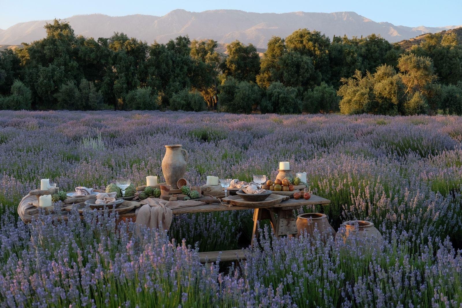 Cooking with Lavender: Easy Ways to Bring Lavender to the Table