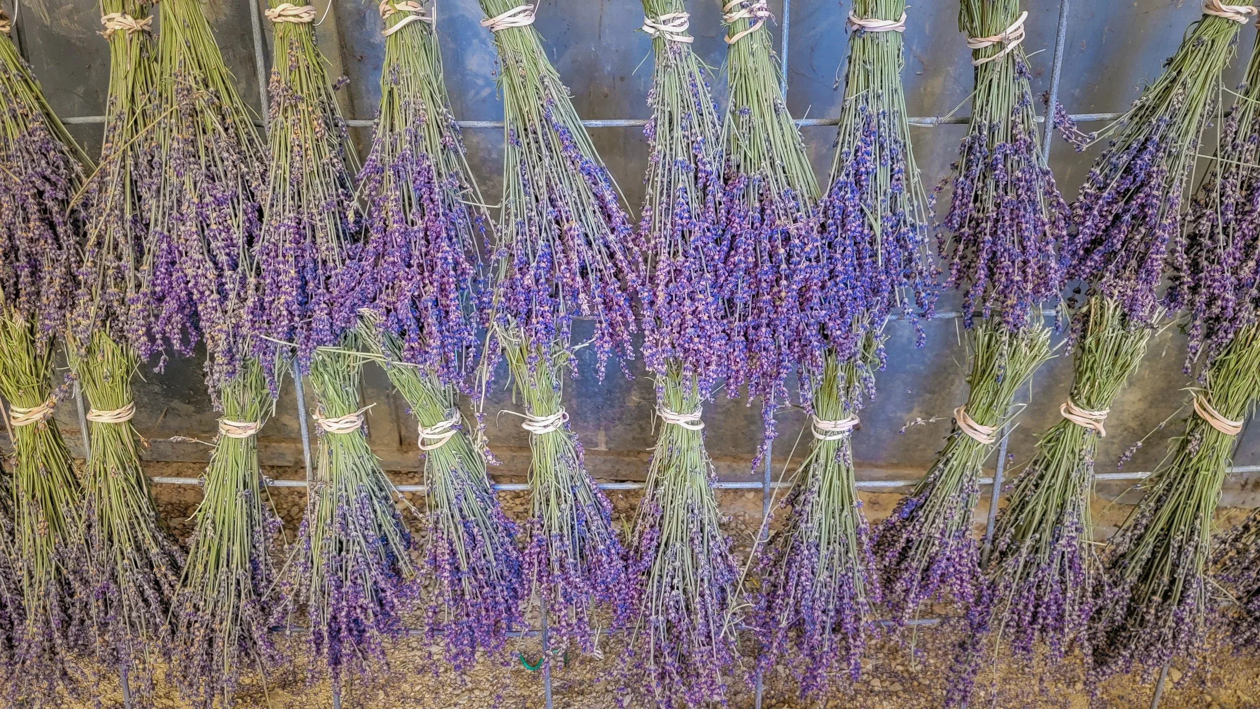 What Happens After the Lavender Farm Closes for the Season?