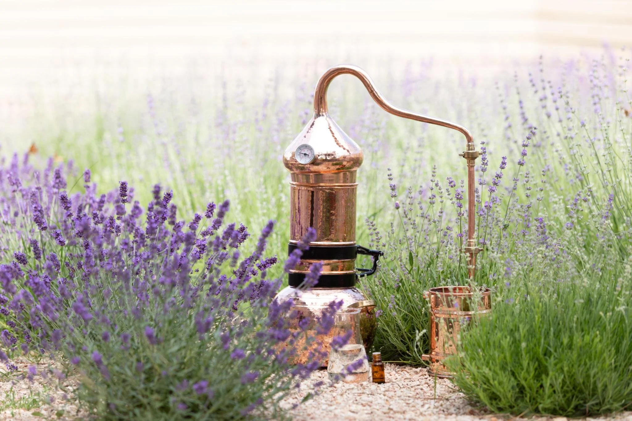 lavender still 2.jpeg