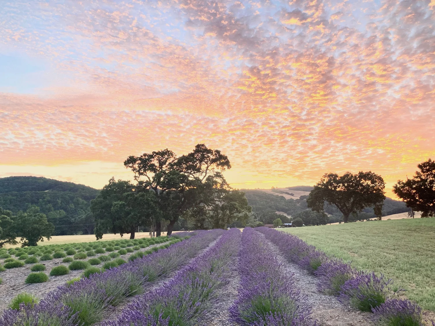 lavender field sunset.png