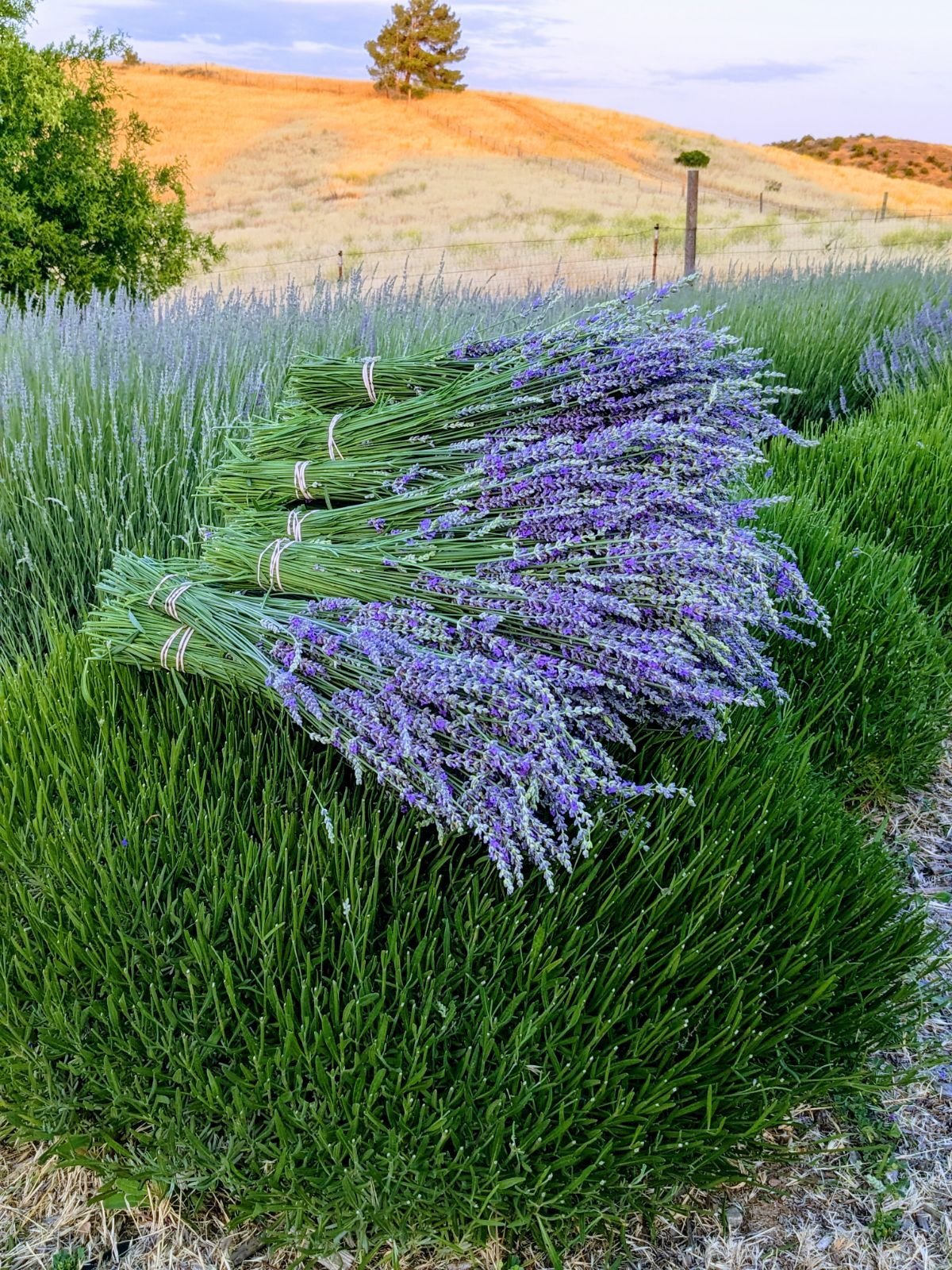 fresh-lavender-bundle-hambly-fram-u-pick-california.jpeg