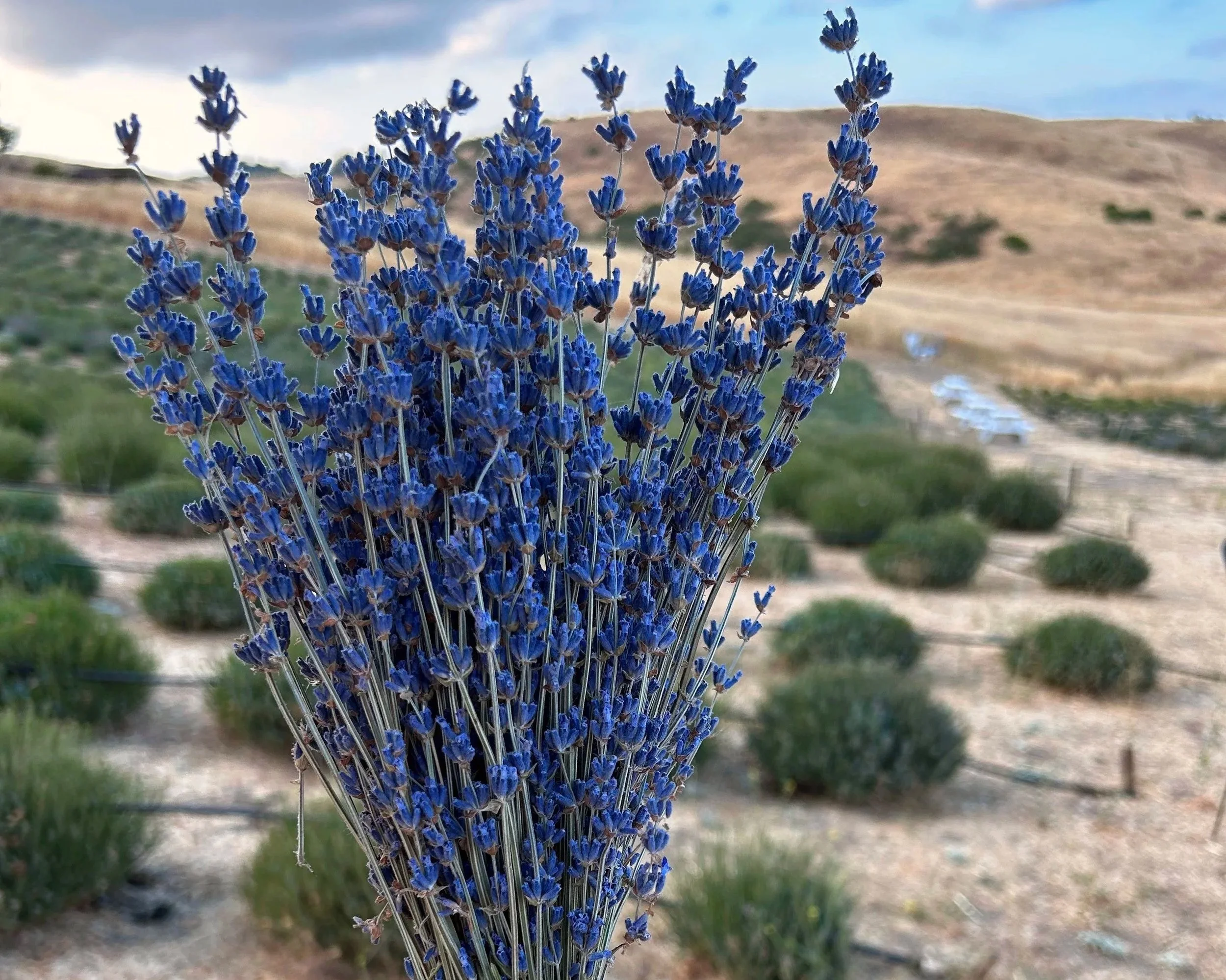 fresh-cut-lavender-at-hambly-farms.jpg