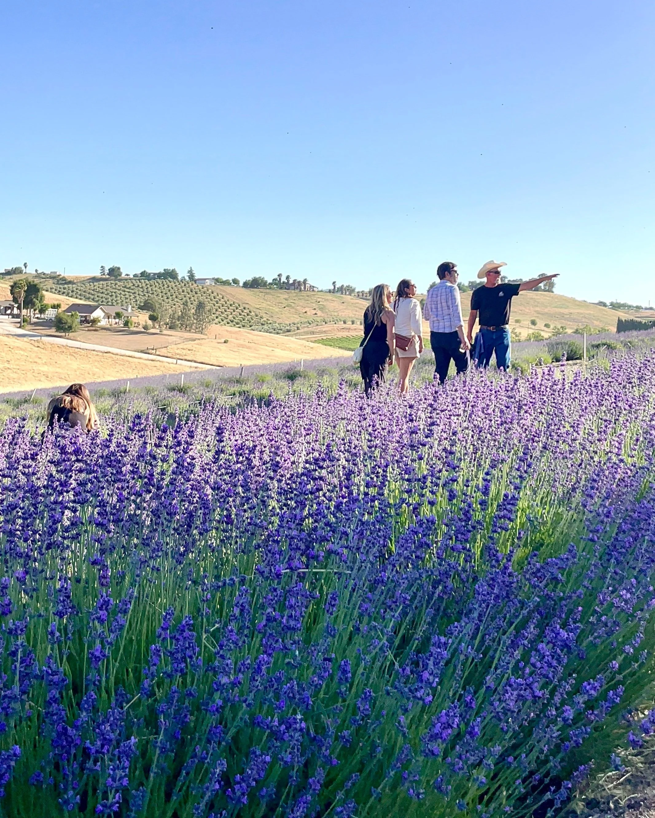 Guided Lavender Farm Experience