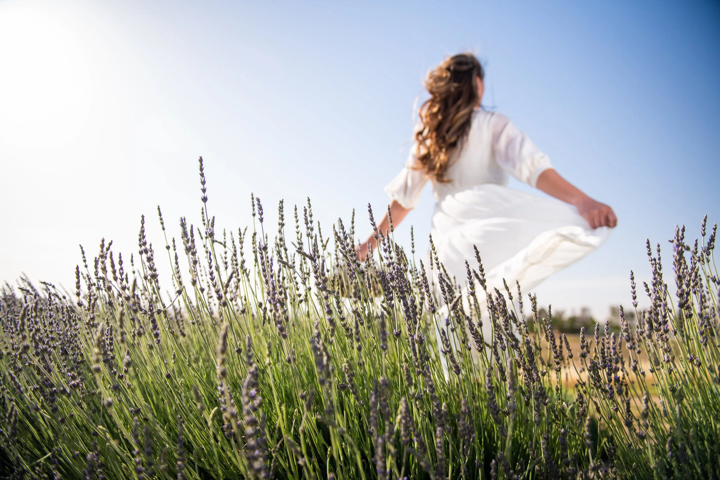 Hambly Lavender Farm - Walking in the Lavender Field