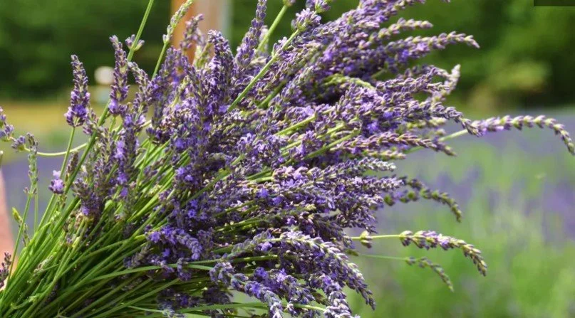 Lavender Bundle at Hambly Lavender Farm