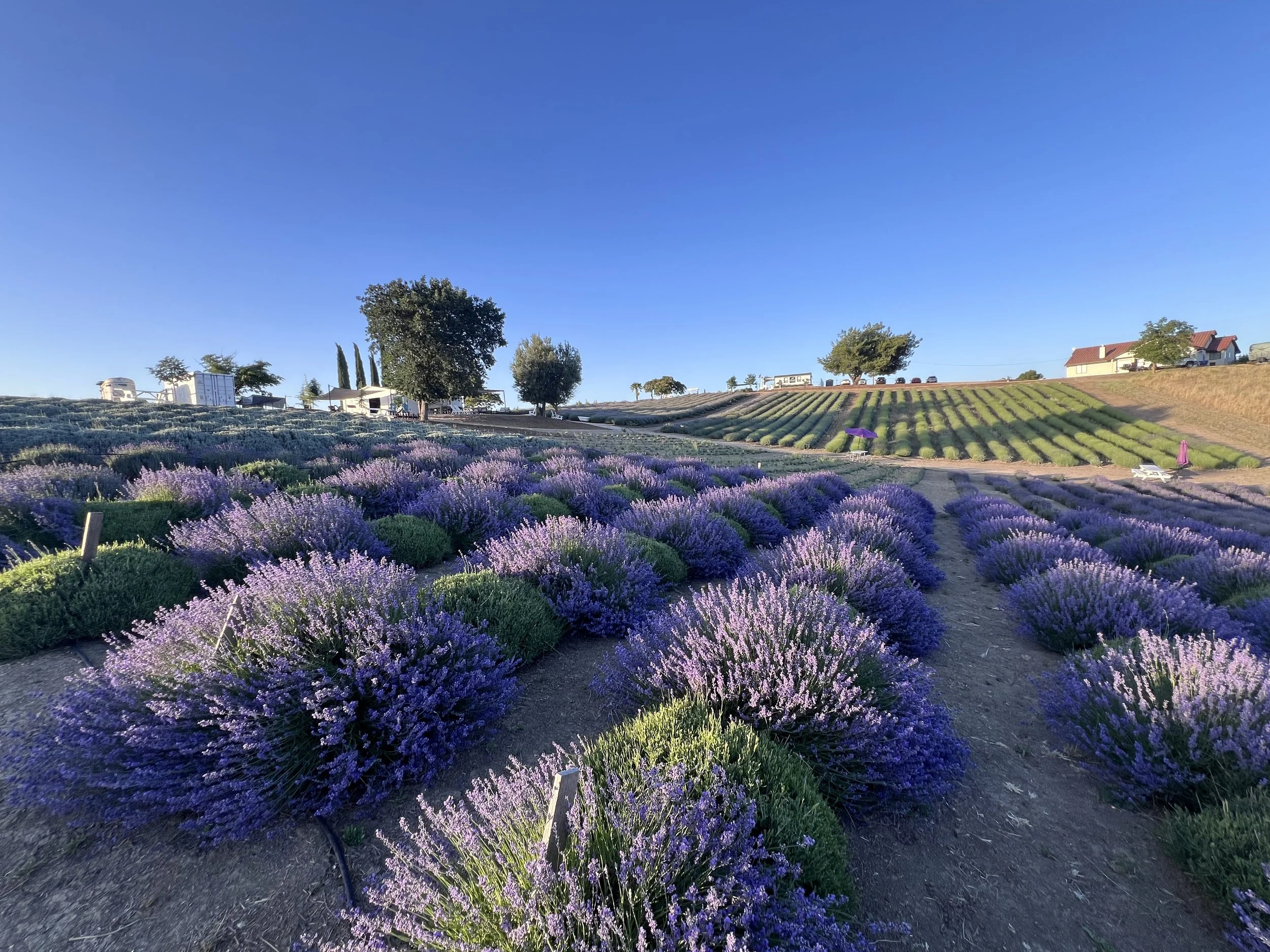 Tara Stephenson - Hambly Lavender Farm.jpeg